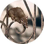 Rat & Mouse Pest Control Service In Noida