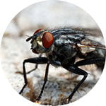 Fly Pest Control Service In Mumbai