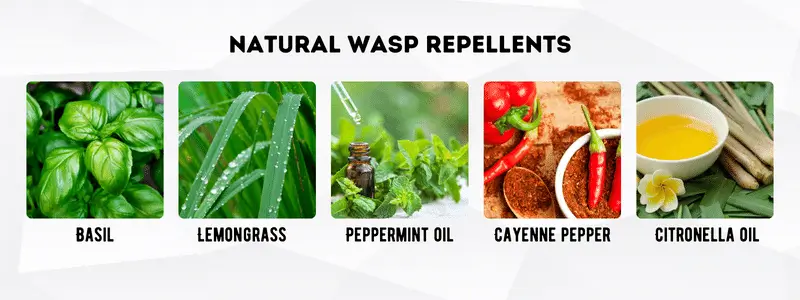 Natural Wasp Repellents