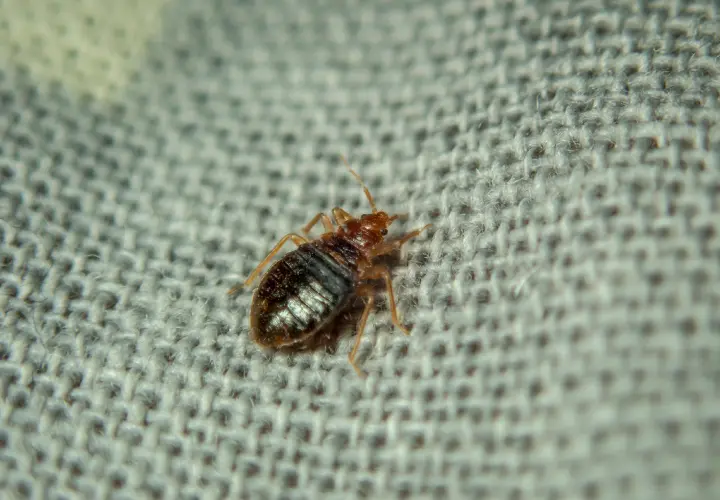 A Image of Living Bed Bugs