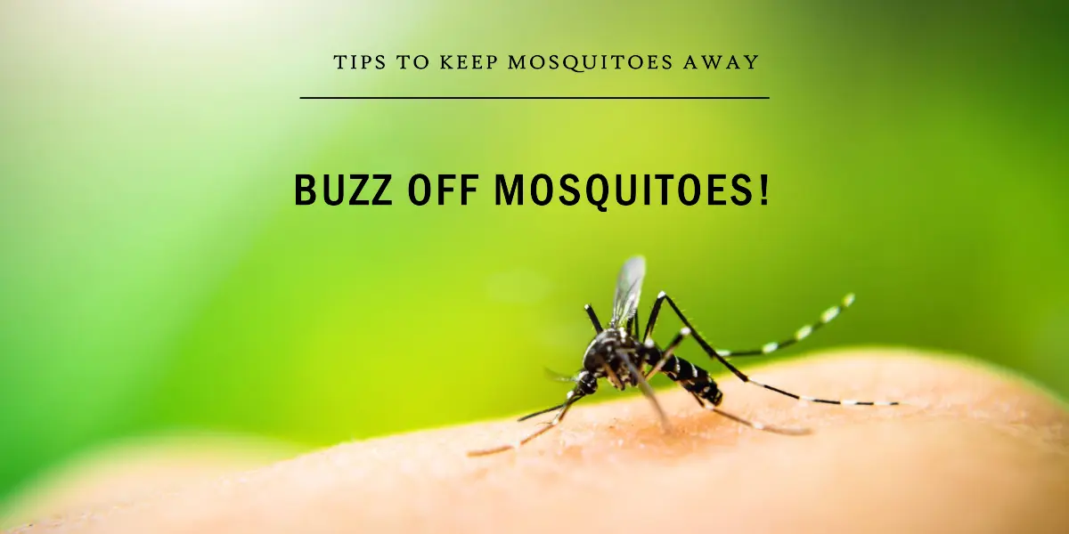 How To Keep A Mosquito Away?