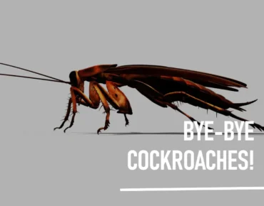 Bye-Bye Cockroaches