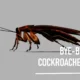 Bye-Bye Cockroaches