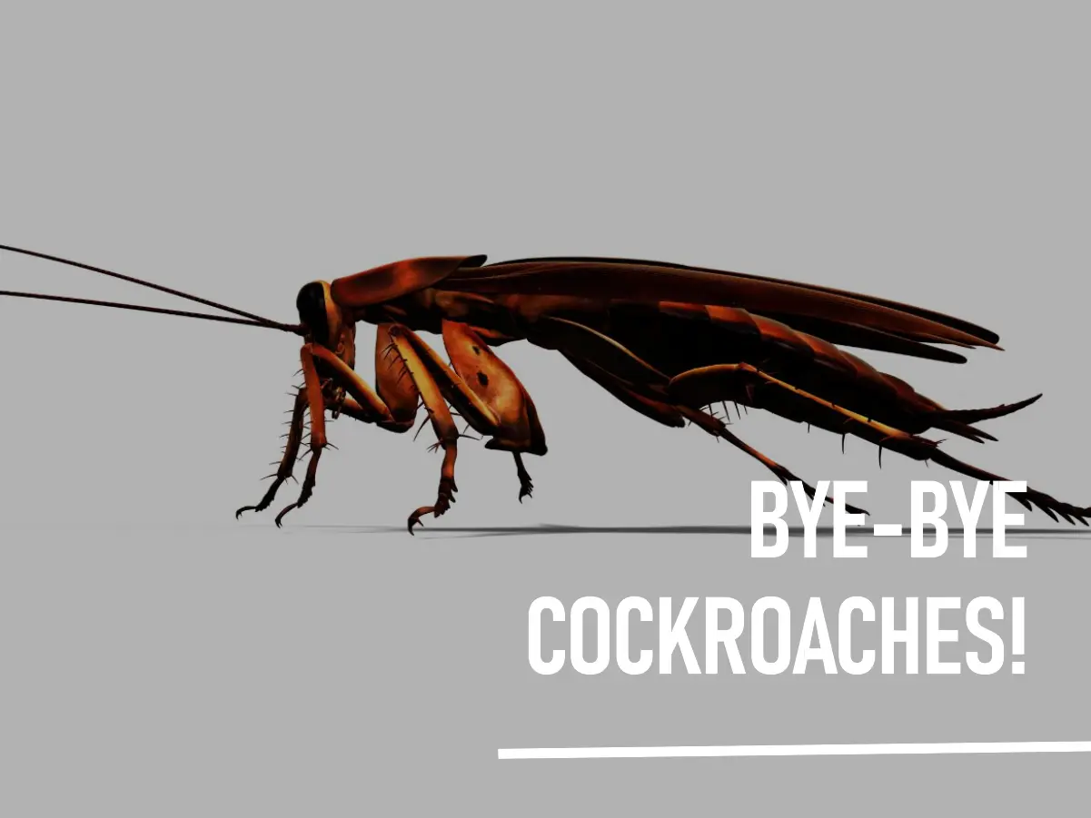 How To Control Cockroaches In Home?