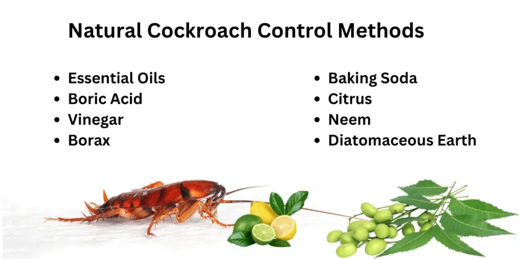 Natural Cockroach Control Methods